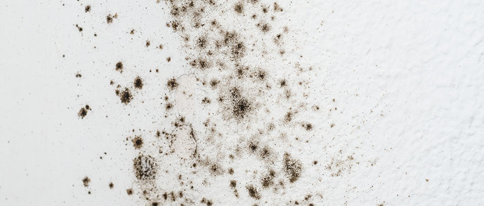 Allergènes domestiques - Moisissure